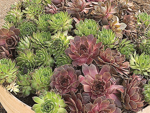 Hens & Chicks (Sempervivum) Assorted - 6925A