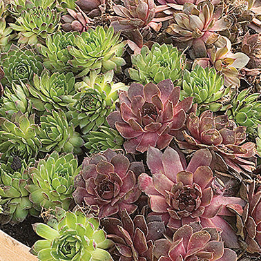 Hauswurz (Sempervivum) Sortiment