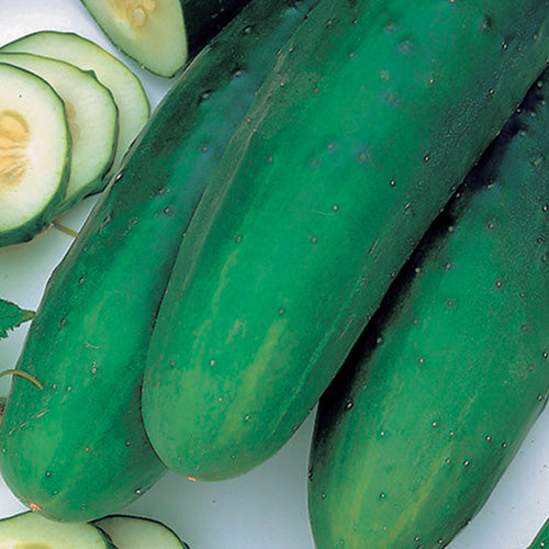 Cucumber Straight 8 (60 Days) - 698A