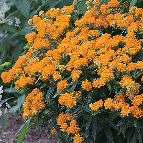 Asclepias Tuberosa - 7000A