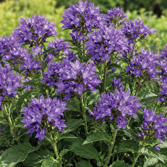 Campanula Freya