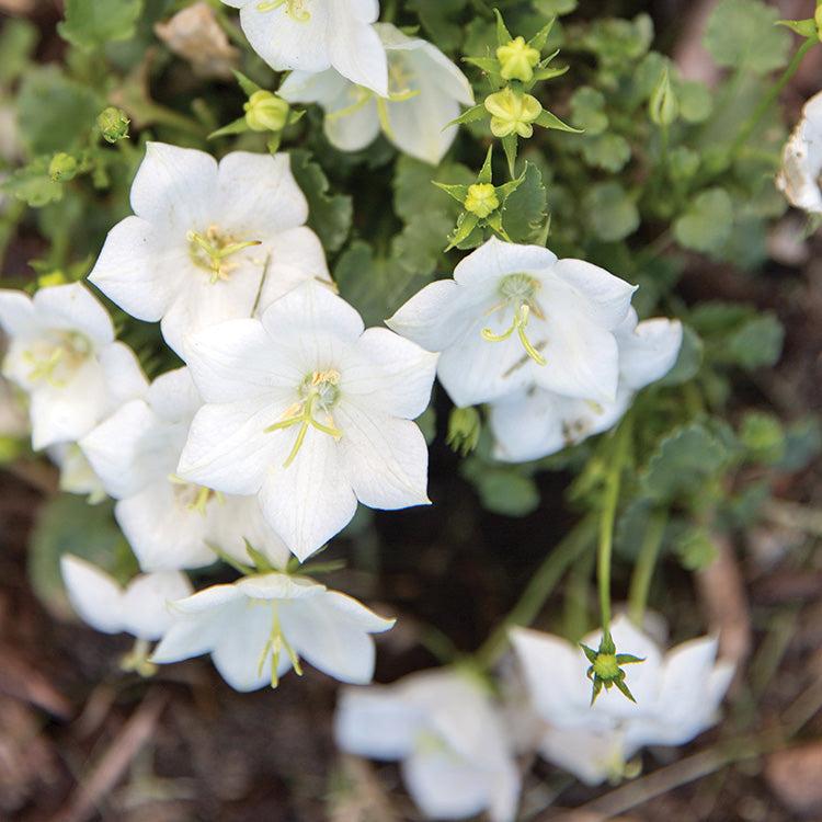 Campanula Rapido White