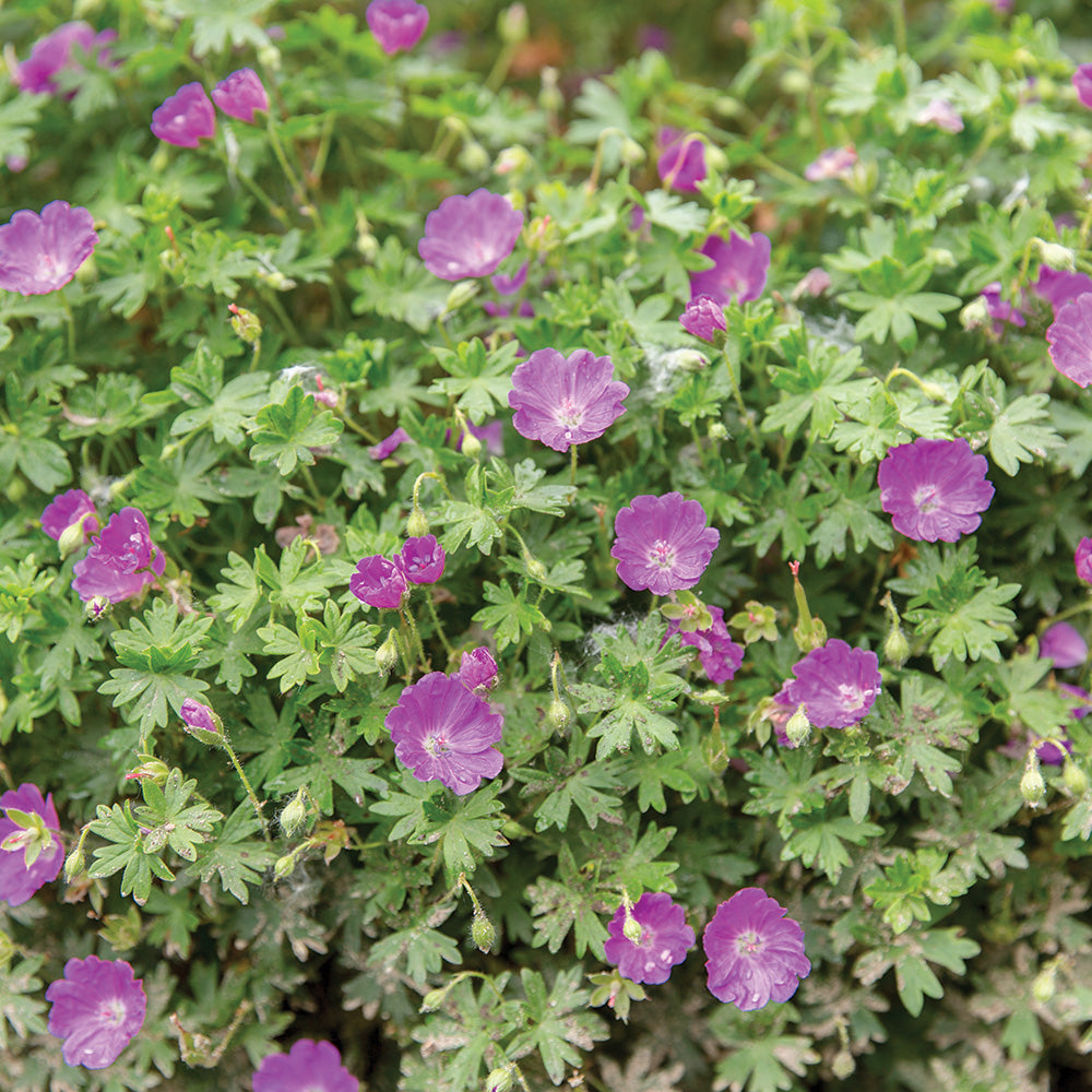 Cranesbill Geranium Max Frei