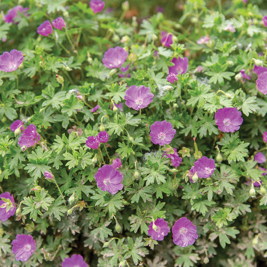Cranesbill Geranium Max Frei