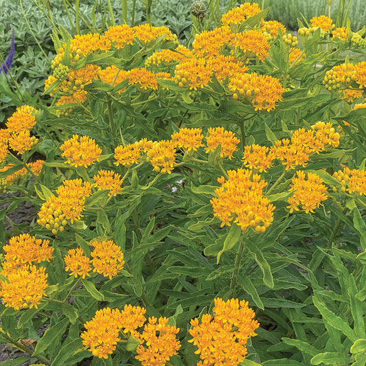 Asclepias Hello Yellow