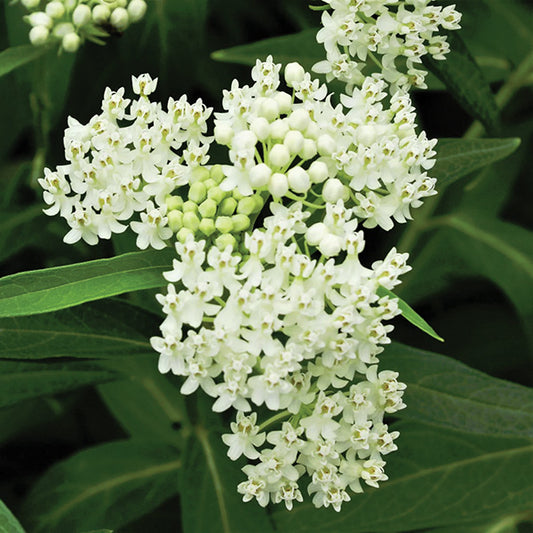 Asclepias Ice Ballet