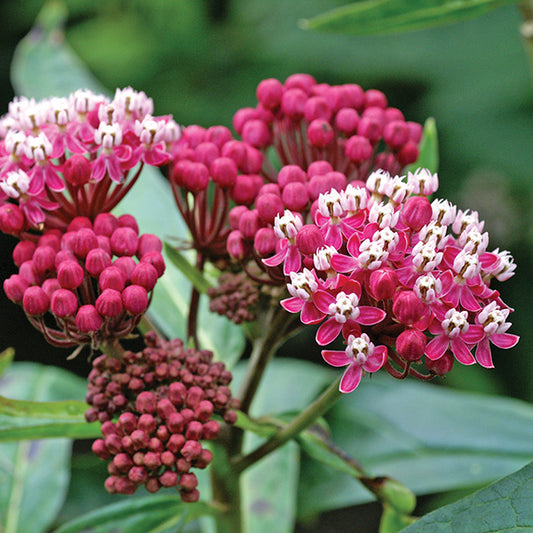 Asclepias Soulmate