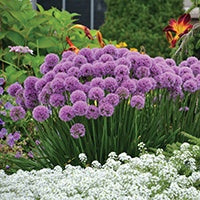 Allium Millenium - 7007A