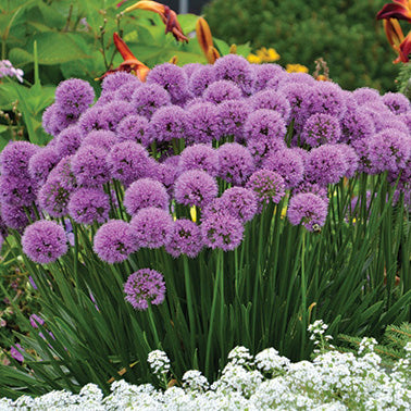 Allium Millenium - 7007A