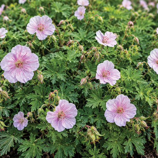 Cranesbill Geranium Var Striatum