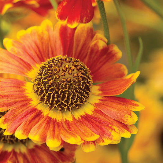 Helenium Fuego