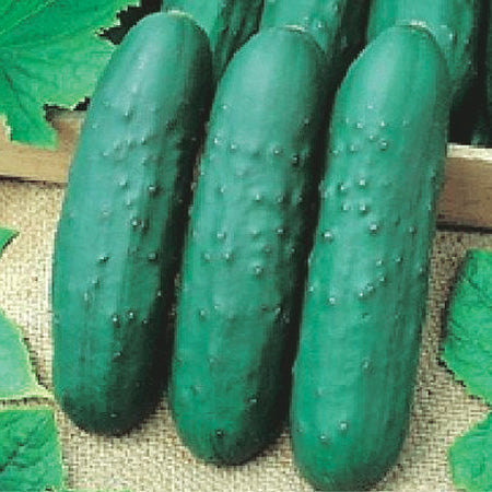 Cucumber Eureka (57 Days) - 700A