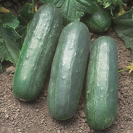 Cucumber Eureka (57 Days)
