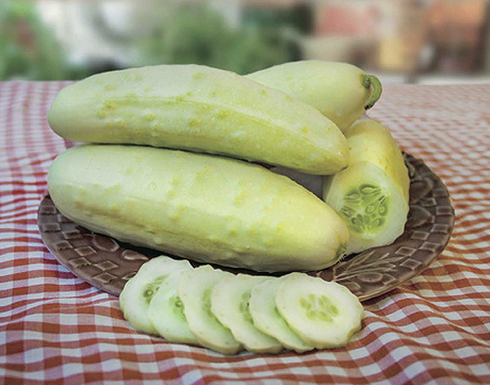 Cucumber Martini (55 Days) - 701A
