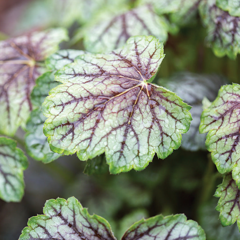 Heuchera Green Spice
