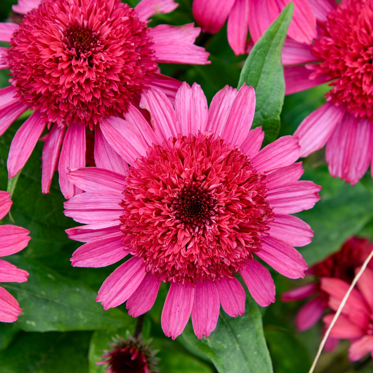 Echinacea Raspberry Beret