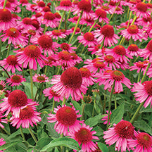 Echinacea Delicious Candy - 7012A