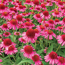 Echinacea Delicious Candy - 7012A