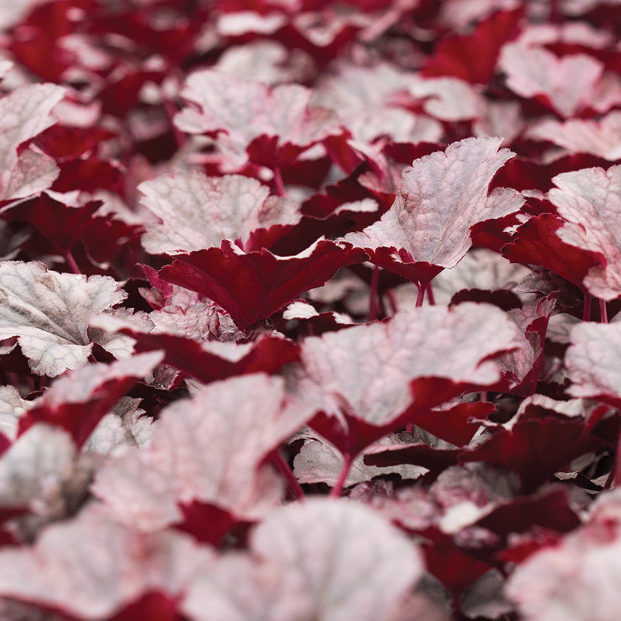Heuchera Plum Pudding
