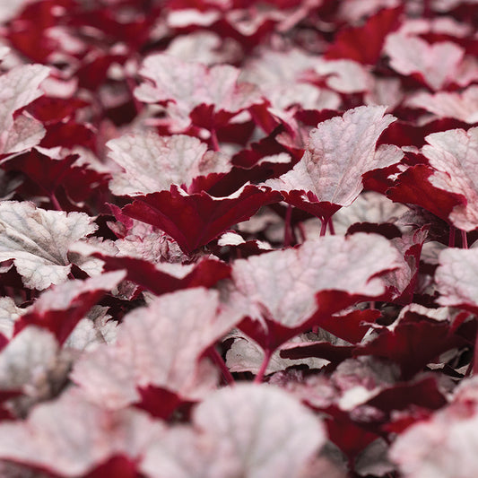 Heuchera Plum Pudding