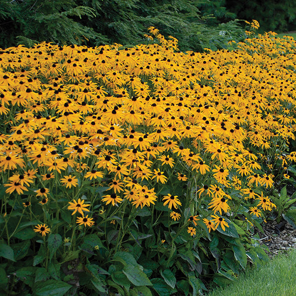 Rudbeckia Goldsturm