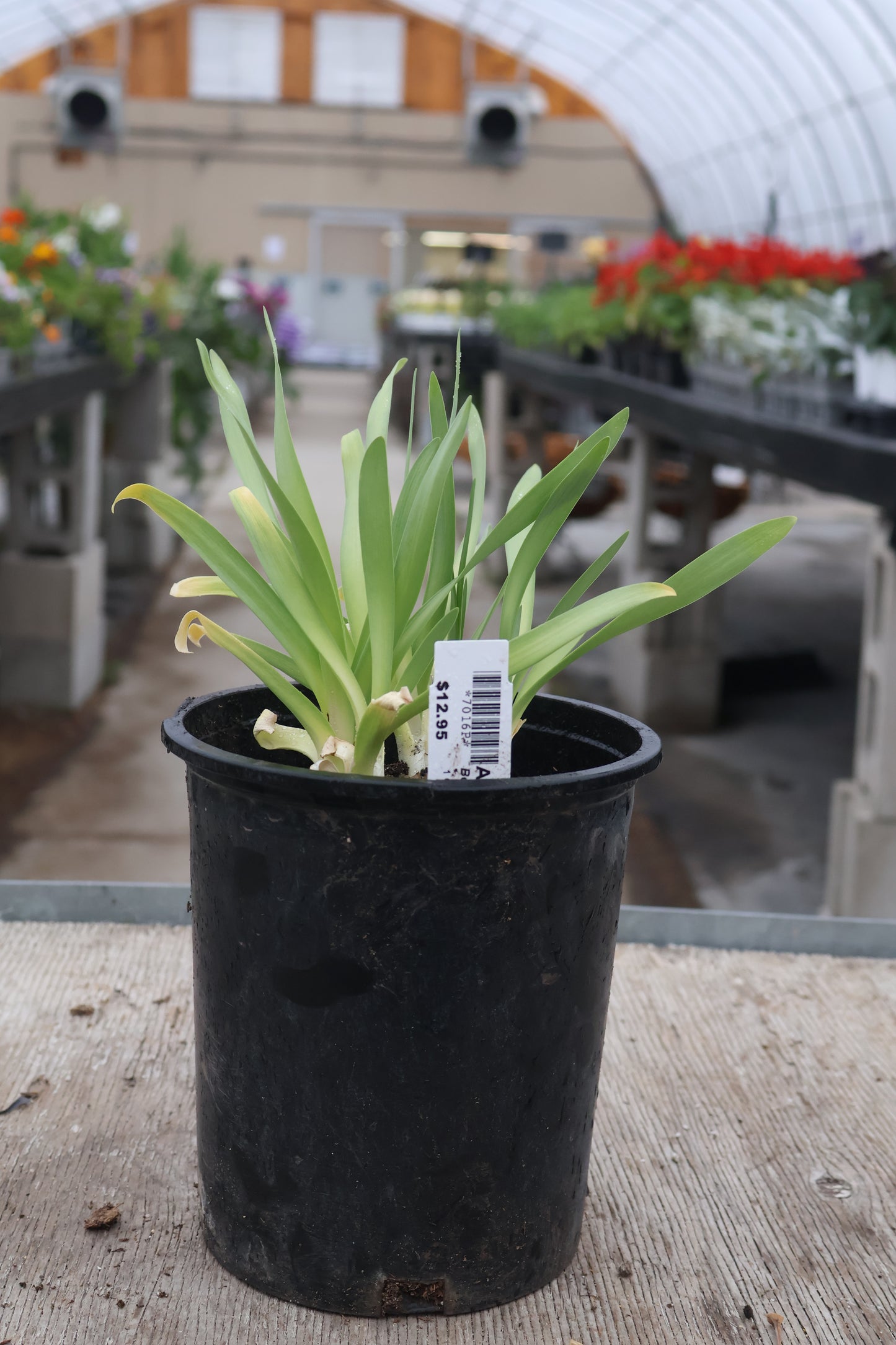 Allium Bobblehead