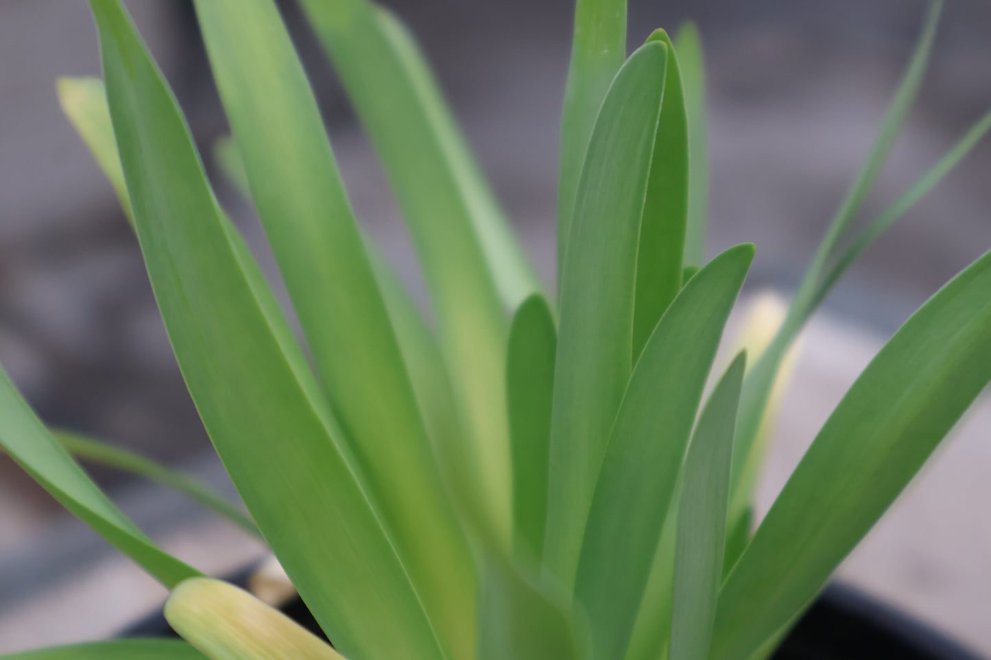Allium Bobblehead