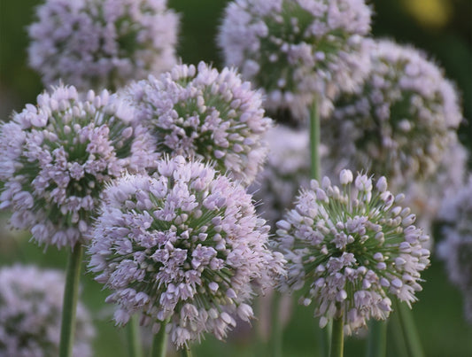 Allium Bobblehead - 7016A