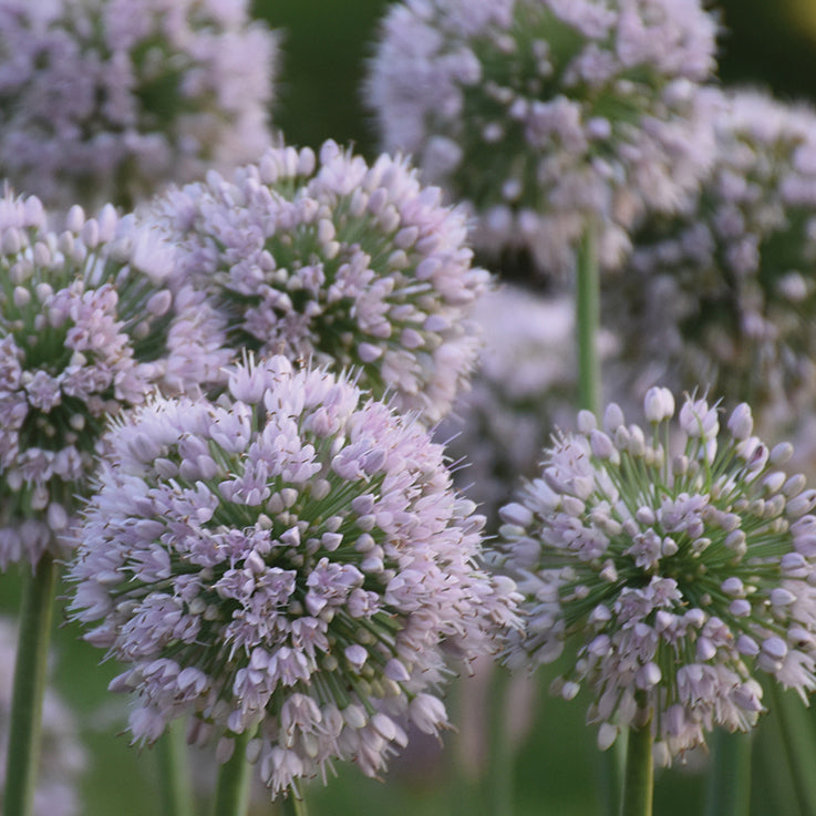 Allium Bobblehead - 7016A