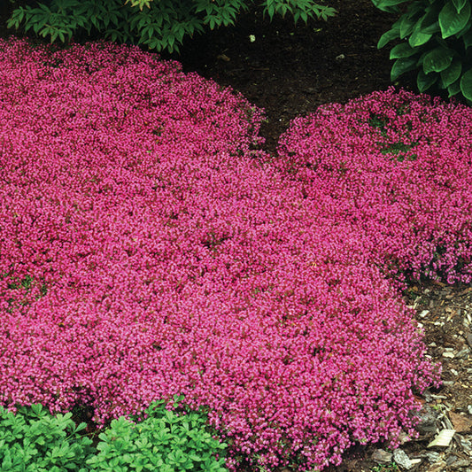Creeping Thyme Coccineus