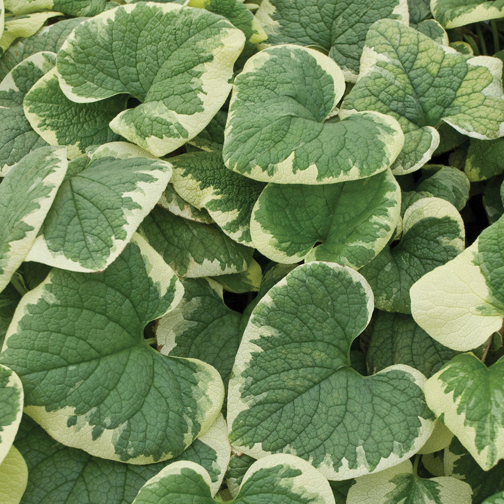 Brunnera Variegata