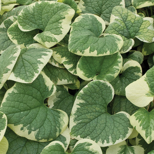 Brunnera Variegata