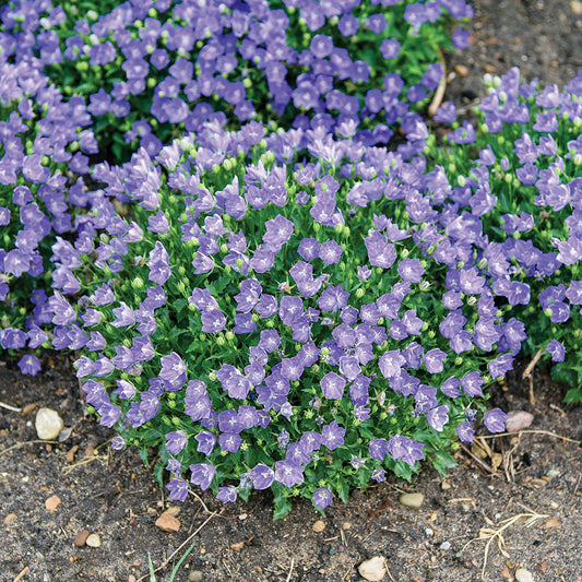 Campanula Mini Marvels Midnight