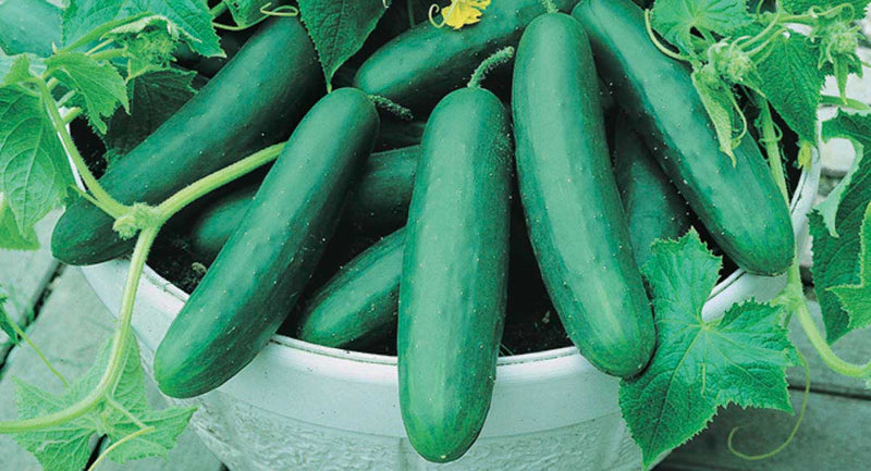 Cucumber Best Slice (57 Days) - 702A