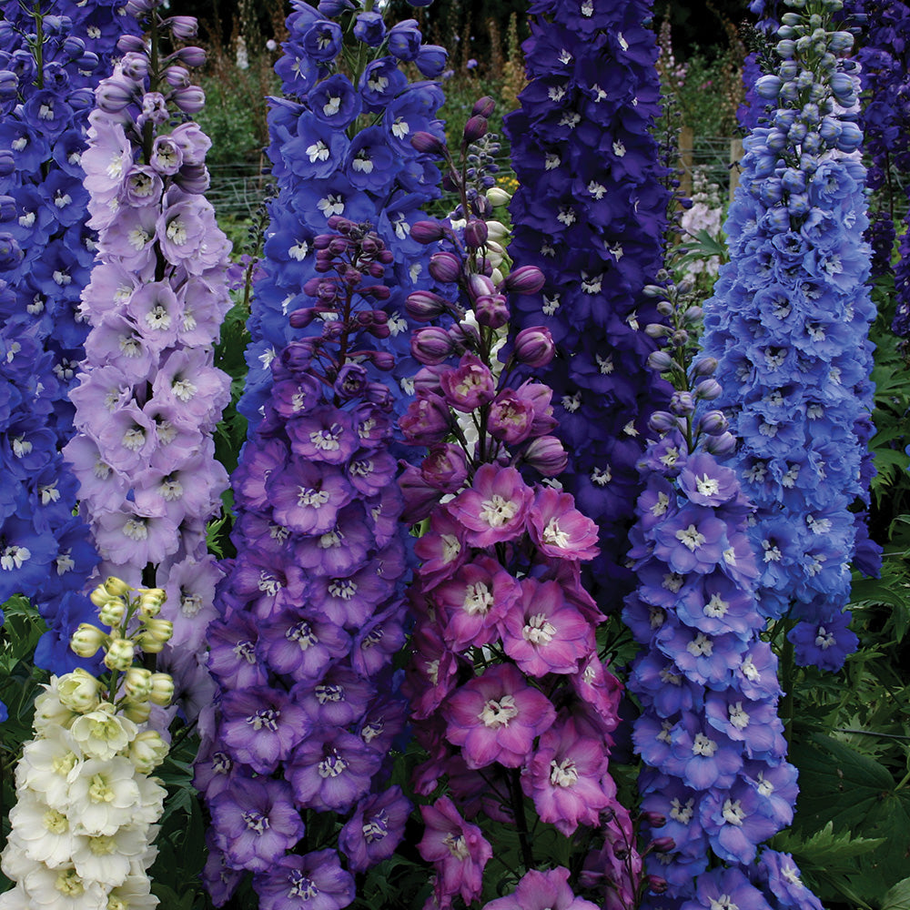Delphinium Stars