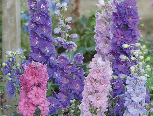 Delphinium New Zealand Mini Stars - 7021A
