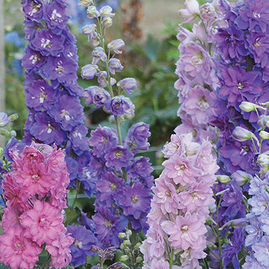 Delphinium New Zealand Mini Stars - 7021A