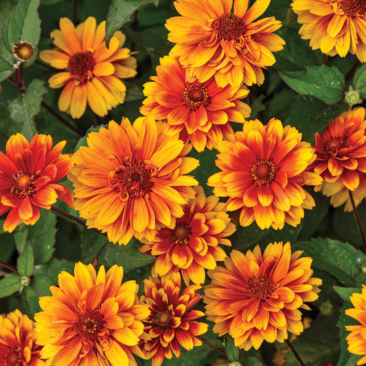 Heliopsis Forged In Fire