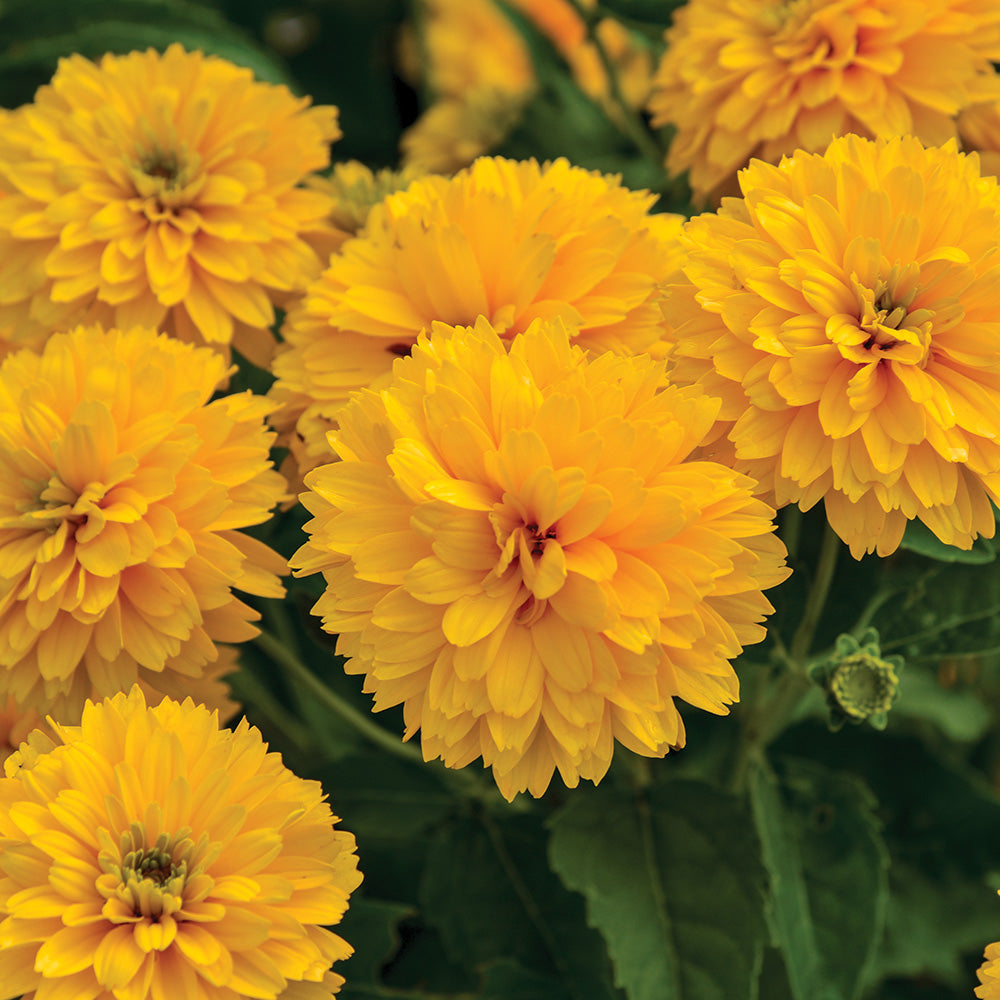 Heliopsis Rays For Days