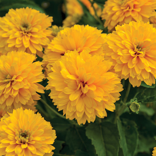 Heliopsis Rays For Days
