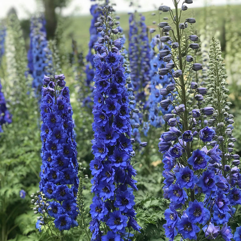 Delphinium Blue Buccaneers - 7024A