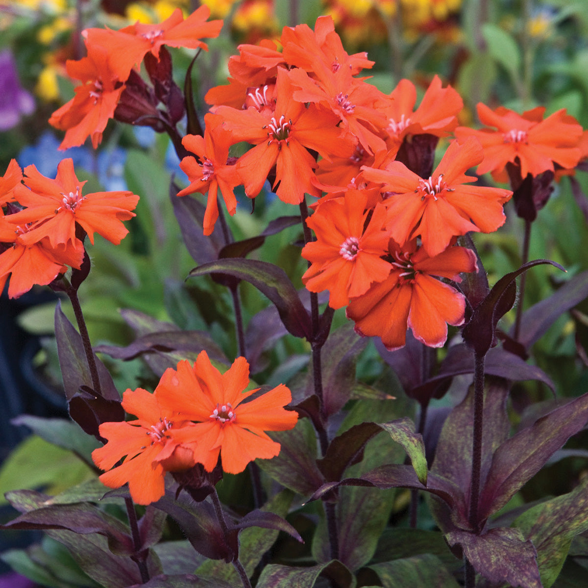 Lychnis Orange Gnome