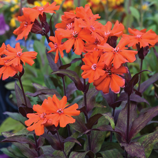 Lychnis Orange Gnome
