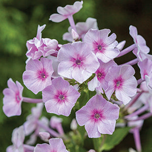 Phlox Bright Eyes