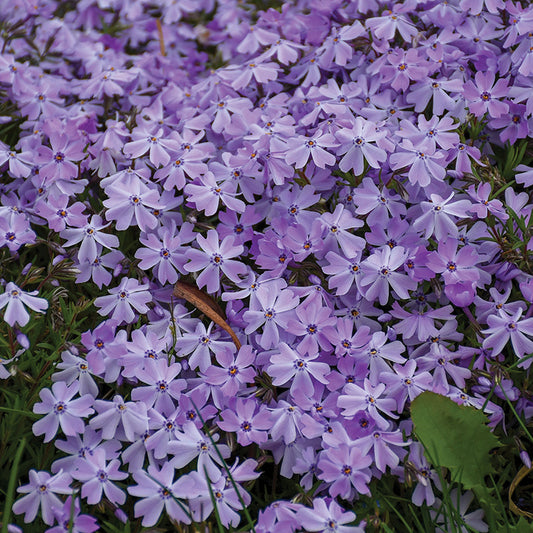 Phlox Blue Emerald