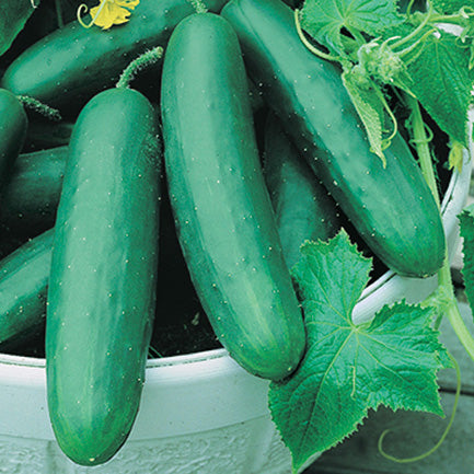 Cucumber Best Slice (57 Days) - 702A