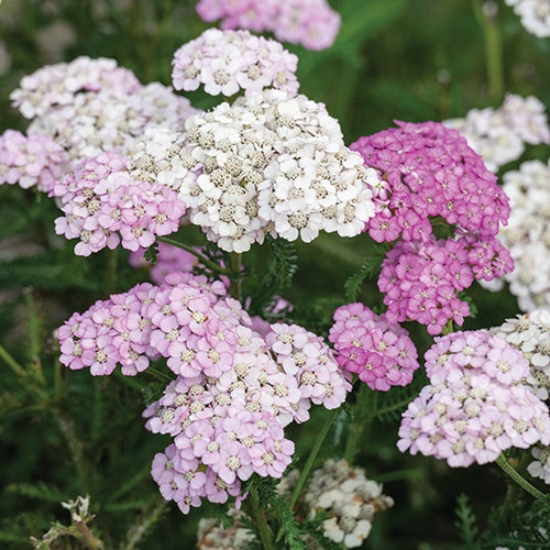Achillea Apple Blossom - 7032A