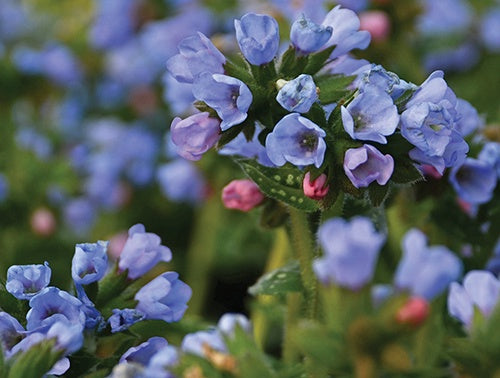 Lungwort Twinkle Toes - 7033A