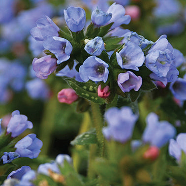 Lungwort Twinkle Toes - 7033A