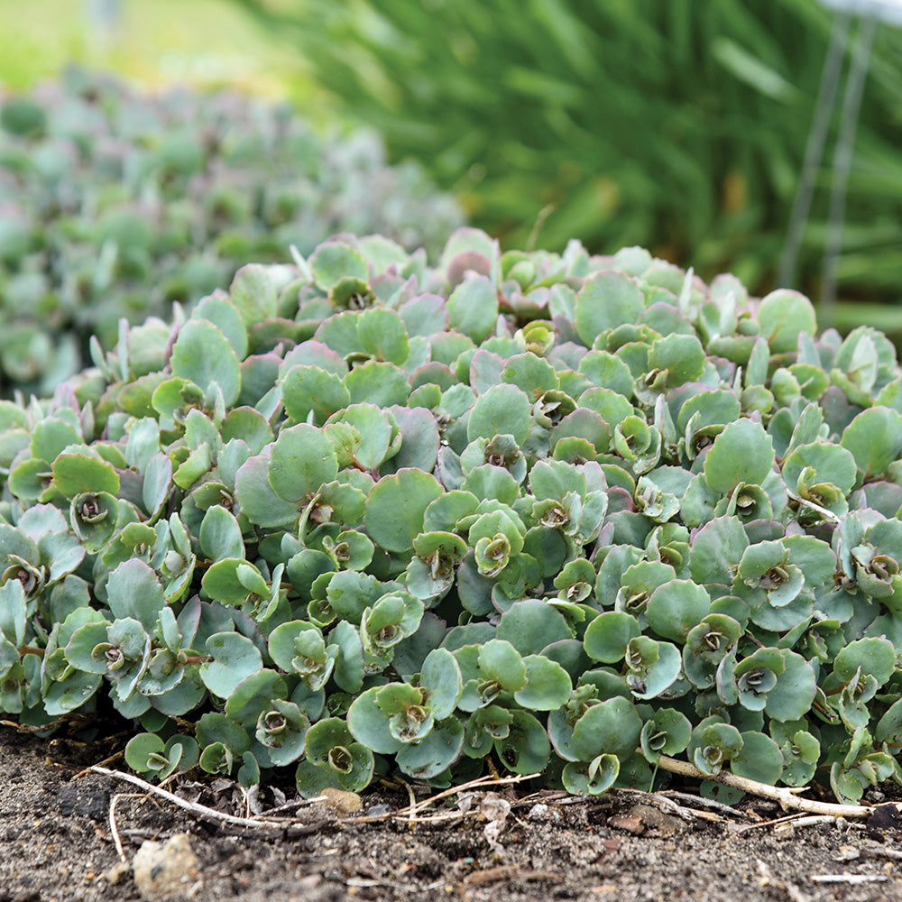 Sedum Popstar